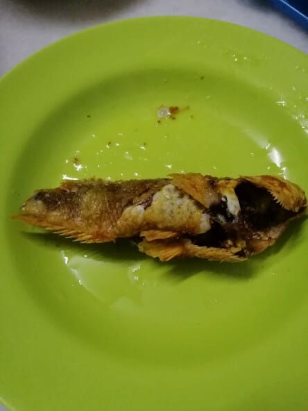 Ikan Peliharaannya Mati di Akuarium, Bocah Ini Malah Menggorengnya!