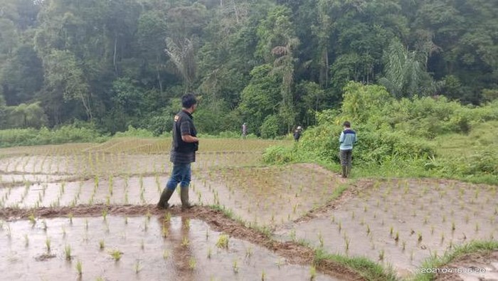Harimau Sumatera meneror warga Jorong Cubadak Lilin dan Jorong Sari Bulan, Nagari Tigo Balai Kecamatan Matur, Kabupaten Agam, Sumbar (dok BKSDA Agam)