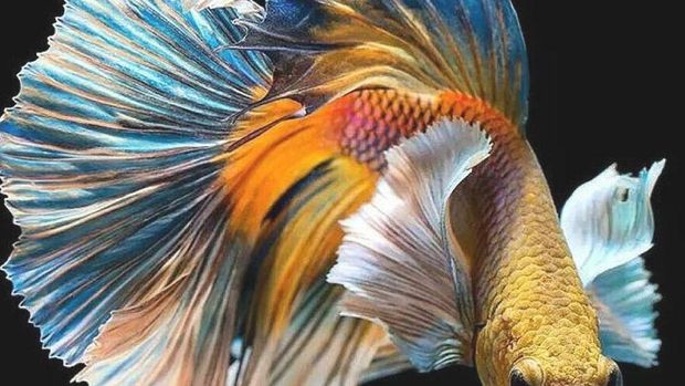 Peternakan Ikan Ini Khusus Ternak Ikan Cupang Petarung yang Ganas