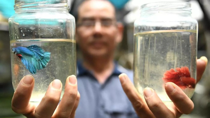 Peternakan Ikan Ini Khusus Ternak Ikan Cupang Petarung yang Ganas Peternakan Ikan Ini Khusus Ternak Ikan Cupang Petarung yang Ganas