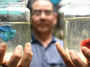 Peternakan Ikan Ini Khusus Ternak Ikan Cupang Aduan yang Ganas