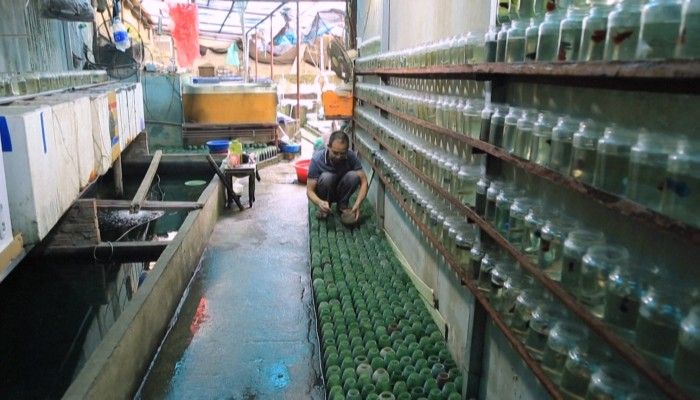 Peternakan Ikan Ini Khusus Ternak Ikan Cupang Petarung yang Ganas