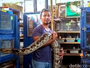 Pria di Ponorogo Ingin Lestarikan Ular Agar Hama Tikus Bisa Ditekan