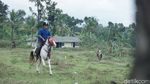 Foto: Ngabuburit Beda di Banjarnegara, Sambil Naik Kuda