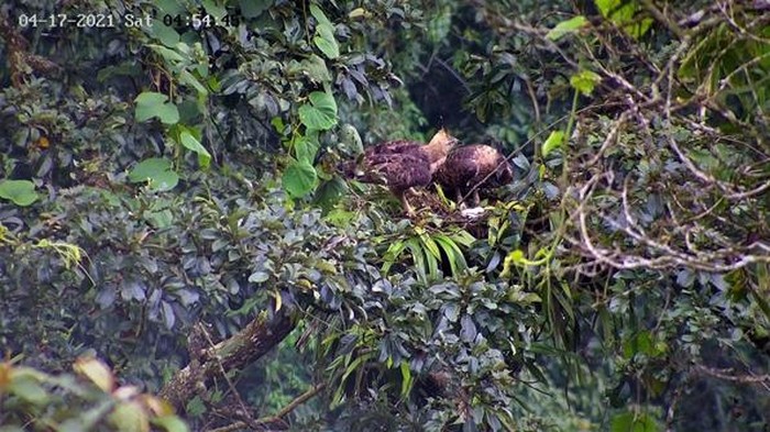 Elang Jawa di TN Gunung salak Halimun.