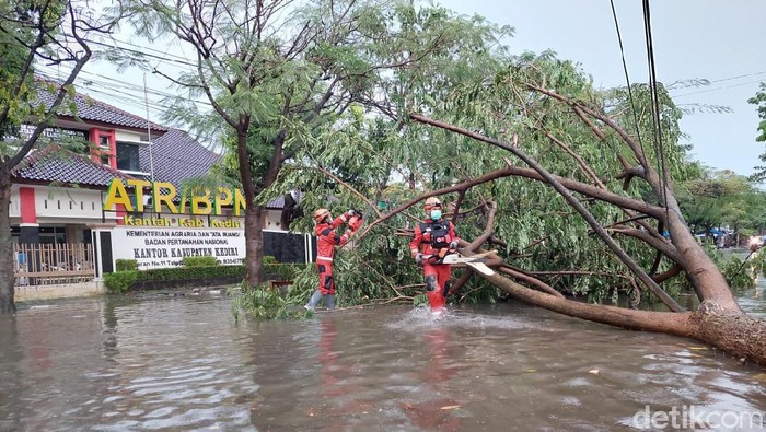 pohon tumbang di kediri