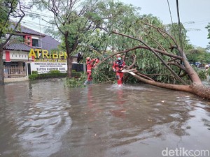 Hujan Lebat Disertai Angin Kencang di Kediri Tumbangkan Belasan Pohon Besar