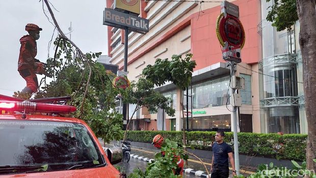 pohon tumbang di kediri