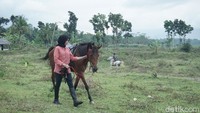 Warga Banjarnegara punya kegiatan tidak biasa setiap sore hari menjelang waktu berbuka puasa. Mereka akan berkuda menelusuri jalanan hingga ke salah satu obyek wisata di Banjarnegara. (Uje Hartono/detikTravel)