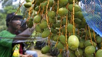 Petani setempat membudidayakan tanaman kurma Barhee yang menghasilkan buah lebih banyak.