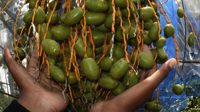 Pekerja merawat kurma Barhee di kawasan Agro Wisata Waras Farm, Cikerai, Cilegon, Banten, Minggu (18/4/2021). Petani setempat membudidayakan tanaman kurma Barhee yang menghasilkan buah lebih banyak dan lebih manis dari kurma sejenis yang dikembangkan di Timur Tengah. ANTARA FOTO/Asep Fathulrahman/rwa.