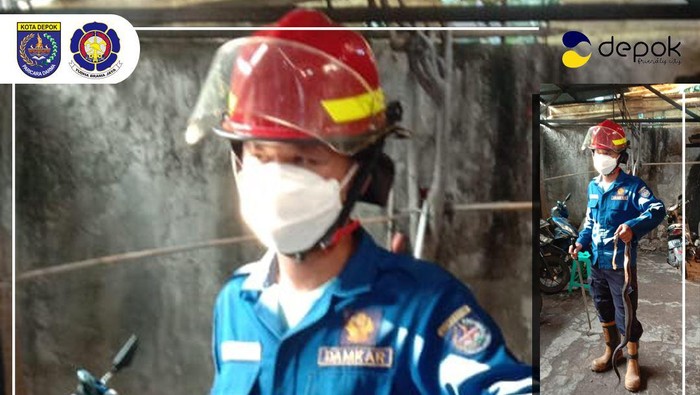 Petugas Dinas Damkar Depok berhasil menangkap seekor ular kobra
