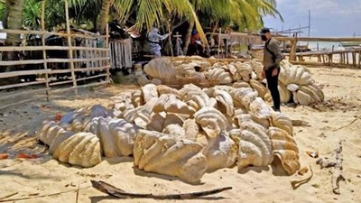 Foto: Cangkang Kerang Raksasa Senilai Rp 364 M di Pantai Filipina