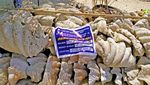 Foto: Cangkang Kerang Raksasa Senilai Rp 364 M di Pantai Filipina