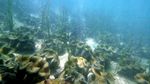 Foto: Cangkang Kerang Raksasa Senilai Rp 364 M di Pantai Filipina
