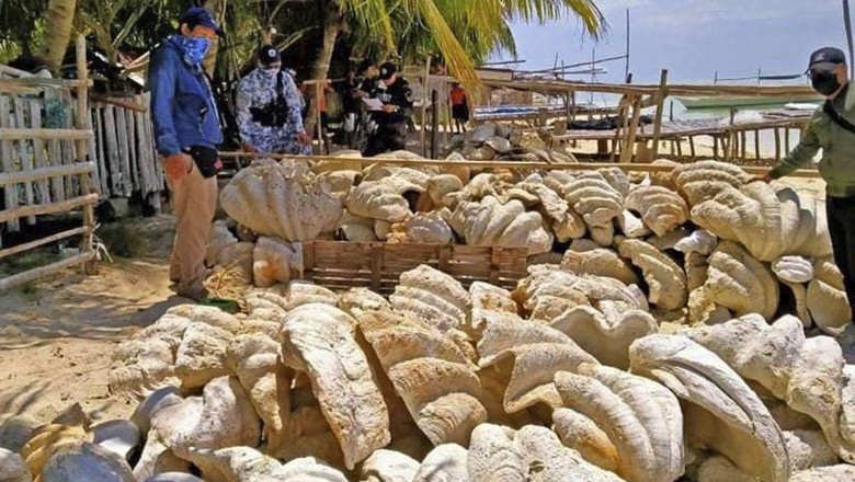 Otoritas Filipina menyita lebih dari 150 ton fosil kerang raksasa di Pantai Pulau Sitio Green. Nilainya senilai hampir USD 25 juta.