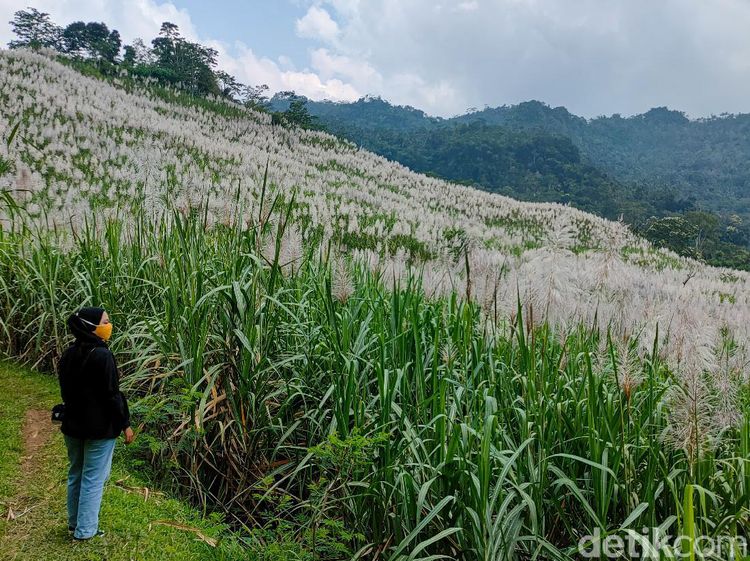 Foto: Bukan di Luar Negeri, Ini di Kulon Progo
