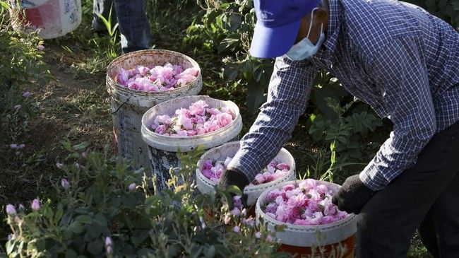 Kota Taif di Arab Saudi panen mawar
