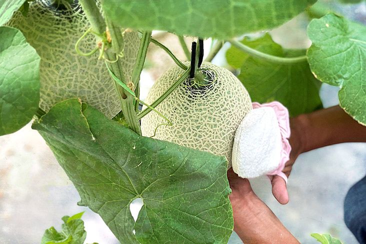 Melon Jepang Dimanjakan dengan Iringan Musik dan Dipijat