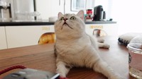 Meski tinggal sendiri, Lisa tidak kesepian karena punya banyak anak kucing yang lucu! (Foto: dok. YouTube Lilifilm Official)