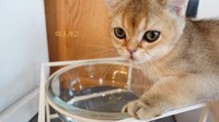 Lisa juga punya ruangan khusus untuk tempat makan dan minum kucing-kucingnya. (Foto: dok. YouTube Lilifilm Official) 