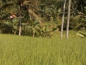 BUMN Keroyokan Genjot Produksi Padi di Banyuwangi