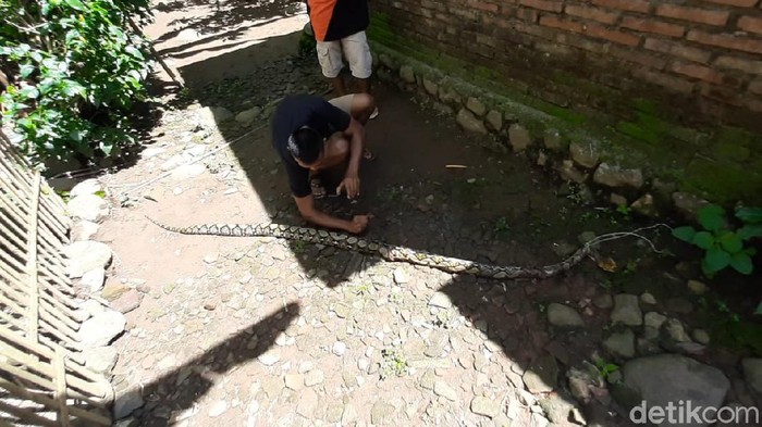 Warga Kampak, Trenggalek menangkap seekor ular piton. Ular itu diduga telah memangsa puluhan unggas milik warga.