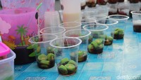 Makanan manis khas Makasar ini memang paling nikmat diminum saat berbuka puasa. Memiliki berbagai isian dengan warna-warni membuat tampilan dari es pisang ijo ini sangat menggoda. Foto: Lutfi Baihaqy/detikFood