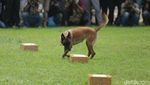 Aksi Tangkas Pasukan Anjing K9 Pomdan Jaya