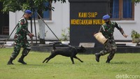 Para instruktur melatih ketangkasangan anjing K9 ini dengan tekun.