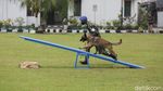 Aksi Tangkas Pasukan Anjing K9 Pomdan Jaya
