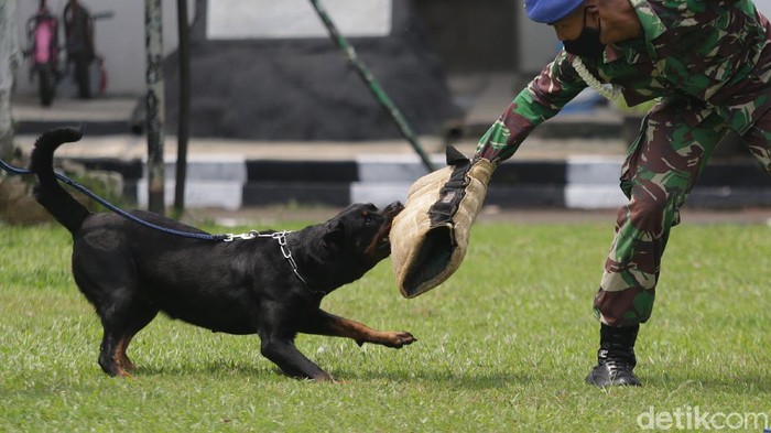 Unit satwa K9 Polisi Militer Kodam Jaya (Pomdam Jaya) menunjukkan kebolehan di Markas Polisi Militer Kodam Jaya, Jakarta, Selasa (20/4/2021).