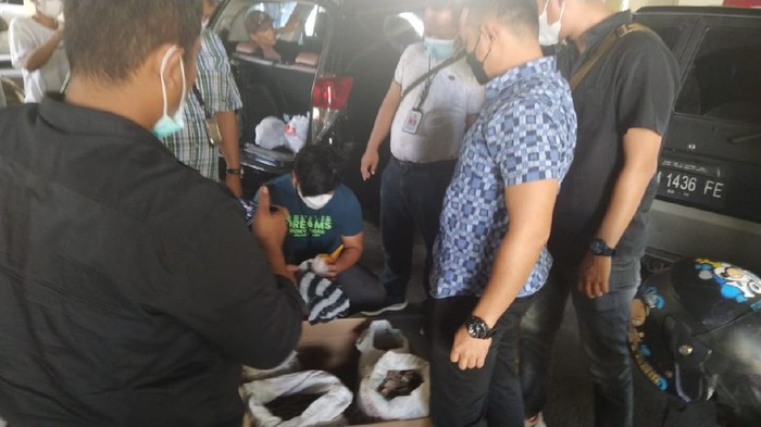 Bareskrim tangkap dua penjual sisik trenggiling dan paruh rangkong di Sumbar (dok Polri)