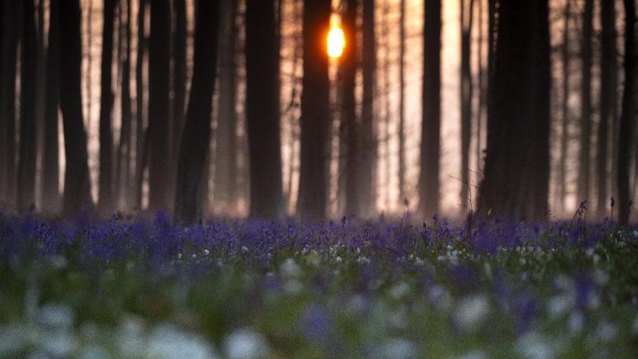 The sun rises between the trees as bluebells, also known as wild Hyacinth, bloom on the forest floor of the Hallerbos in Halle, Belgium, Tuesday, April 20, 2021. There is no stopping flowers when they bloom or blossoms when they burst in nature, but there are efforts by some local authorities to limit the viewing. Due to COVID-19 restrictions visits to the forest to see the flowers has been discouraged for a second year in a row. (AP Photo/Virginia Mayo)