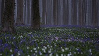 Saat musim semi, pemandangan Bunga Bluebell atau Eceng Gondok liar di Hutan Hallerbos, Belgia, menampilkan hamparan warna biru.  
