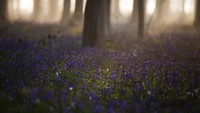 Aturan ketat selama pandemi terasa saat musim mekar Bunga Bluebell di Hutan Hallerbos, sekitar 15 kilometer di selatan Brussels.  