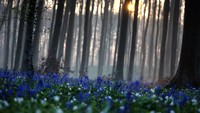 Jika tak ada wabah virus corona, acara tahunan Festival Bluebell yang diadakan setiap April, biasanya mengundang kerumunan pada akhir pekan.   