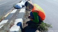 Rumput yang mengotori pembatas jalan dibersihan.