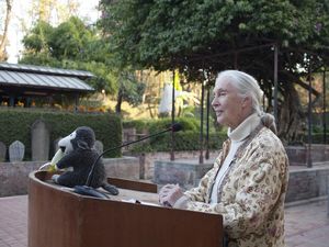 Pakar Primata Legendaris Jane Goodall Meninggal Dunia