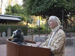 Pakar Primata Legendaris Jane Goodall Meninggal Dunia