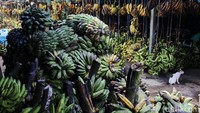Berbagai macam buah pisang dapat ditemukan di pasar ini.