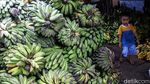 Lesunya Penjualan Pisang di Pasar Kebayoran Lama