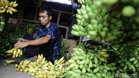 Namun penjualan pisang di pasar ini mengalami penurunan saat ramadhan tahun ini.