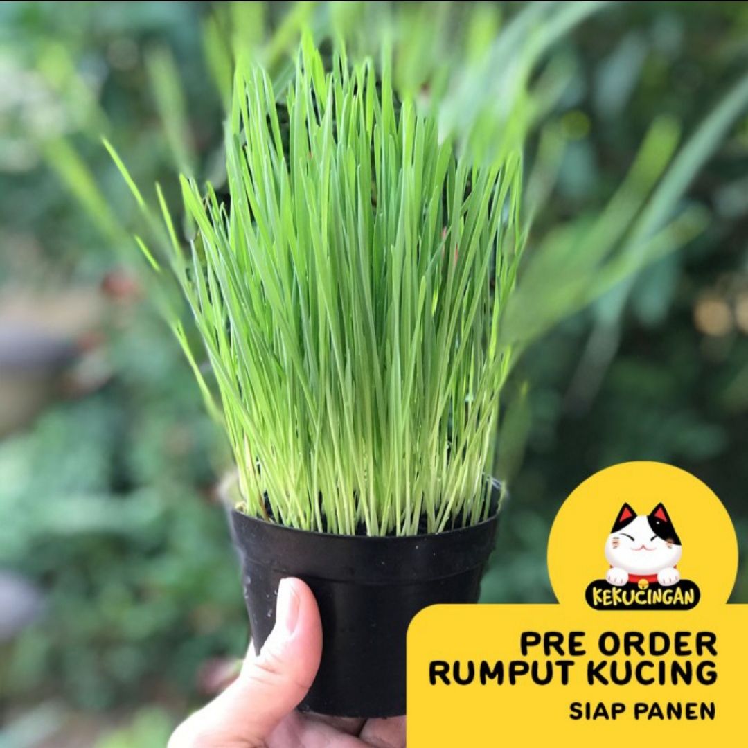 Rumput Gandum
