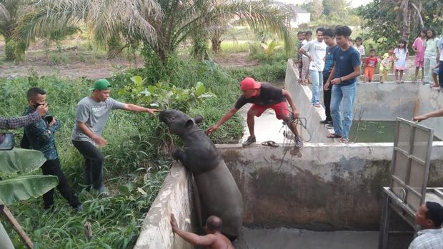 Tapir terperangkap di kolam.