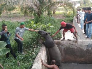 Seekor Tapir Masuk ke Kolam Ikan Bikin Geger Warga Pekanbaru