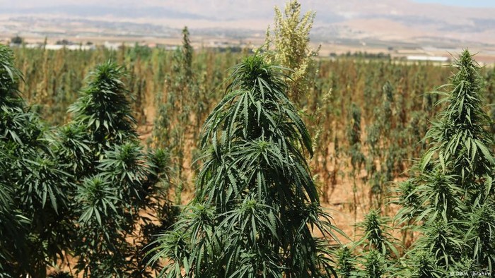 Akibat Krisis Ekonomi, Petani Lebanon Beralih Tanam Ganja