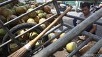 Berkah Pedagang Kelapa Muda di Bulan Ramadhan