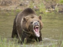 Pendaki Diserang Beruang Grizzly, TN Yellowstone Tutup Jalur Trekking
