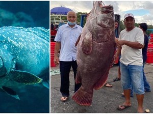 Gokil! Ikan Kerapu Seberat 161 Kg Ini Harganya Ditaksir Rp 42 Juta